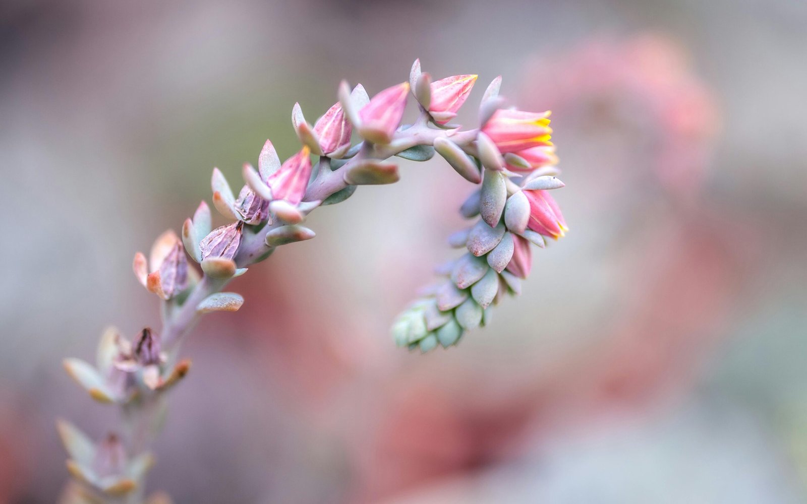 Close-up of a blooming succulent with delicate pink flowers and soft background, captured outdoors.