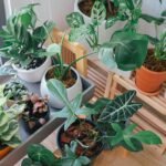 A diverse collection of indoor plants basking in natural light on a wooden shelf in a Vietnamese home.