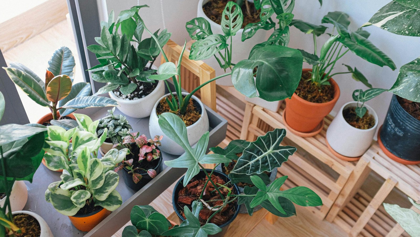 A diverse collection of indoor plants basking in natural light on a wooden shelf in a Vietnamese home.