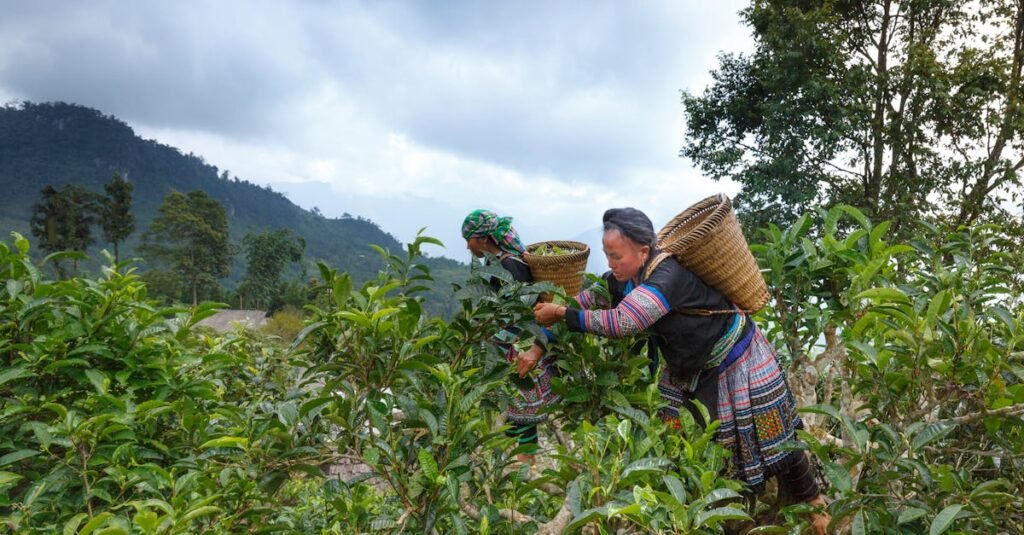 Two women in traditional attire picking tea leaves in a scenic rural landscape.